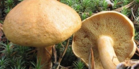 Kako kiseliti kozje (kozje) gljive: jednostavni recepti